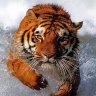 tiger