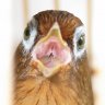 hoamihg
